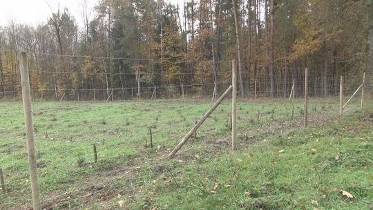 25 km płotu w ramach ochrony przed chorymi dzikami