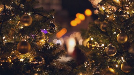 Świąteczna choinka w Parku Miejskim zostanie rozświetlona w najbliższy weekend