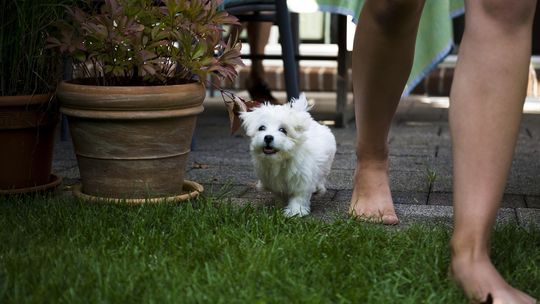 Akcesoria dla psów — jak wybrać takie, które naprawdę służą komfortowi i zdrowiu