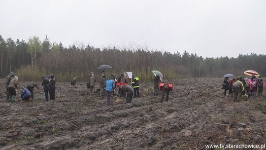 Akcja „1000 drzew na minutę” w Nadleśnictwie Starachowice