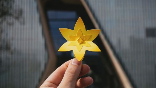 Akcja Żonkile w muzeum