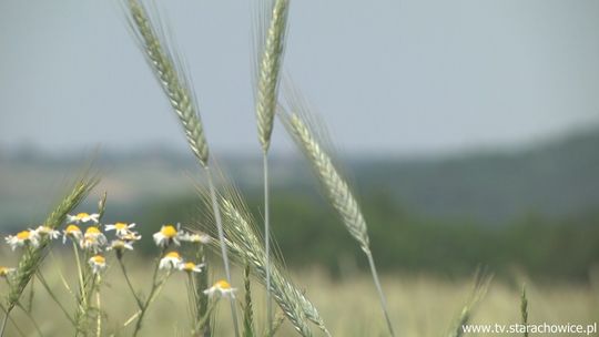 Atrakcje przyrodnicze Powiatu Starachowickiego