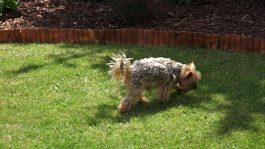 Babeszioza – jak ochronić pupila?