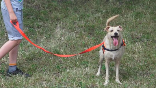 Bezpieczeństwo zwierząt podczas upałów