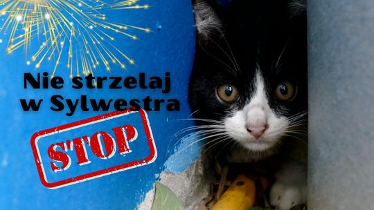 Bezpieczny Sylwester. Pamiętajmy o zwierzętach i zdrowym rozsądku
