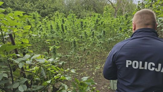 Blisko 40 kilogramów narkotyków na terenach dwóch posesji mieszkańców gm. Brody.