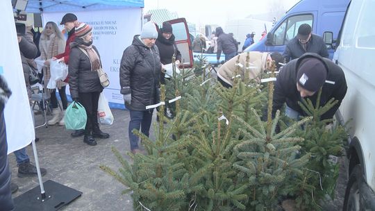 Choinka dla starachowiczan