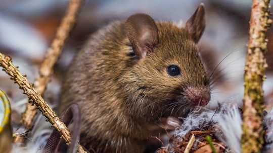 Czy odszczurzanie rzeczywiście jest skuteczne?
