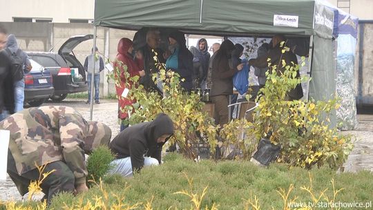 Drzewko za makulaturę po raz trzeci