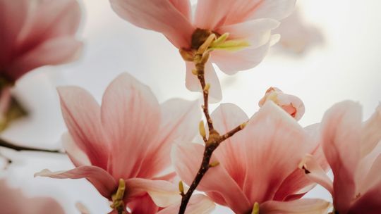 Dżem z magnolii — przepis na pyszny dodatek do deserów