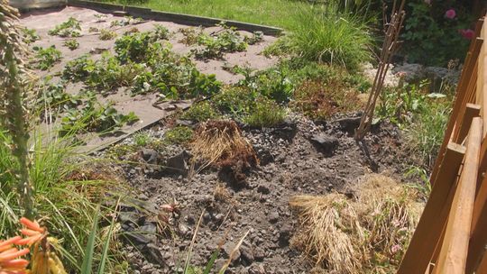 Działkowcy kontra dziki