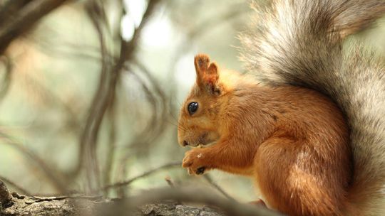 Festyn Ekologiczny „Zaginiony świat naszej Ziemi”