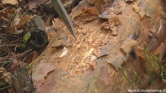 Groźny szkodnik atakuje nasze lasy