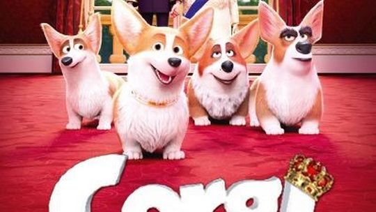 Helios Starachowice zaprasza na Corgi, psiak królowej – seanse specjalne 18 i 19 lipca!!!