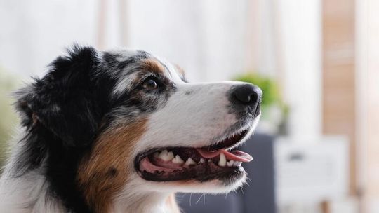 Hotel dla psów Kielce – jak wybrać najlepsze miejsce dla swojego pupila