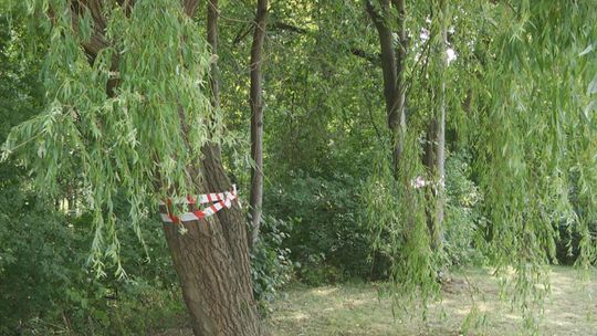 Ile drzew wytną pod ścieżki rowerowe?