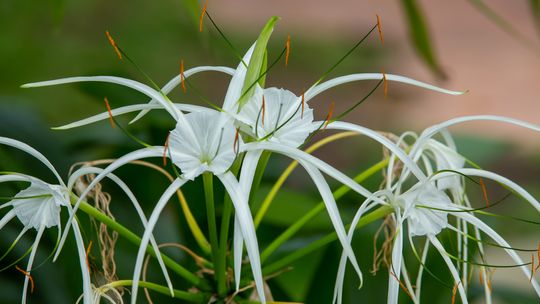 Ismena – elegancka roślina dekoracyjna, która przyciąga spojrzenia