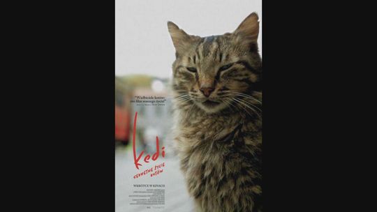 Kina Konesera - KEDI – SEKRETNE ŻYCIE KOTÓW