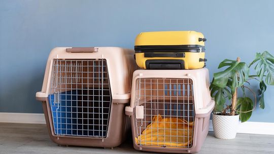 Klatka transportowa a komfort podróży psa ? na co zwrócić uwagę?