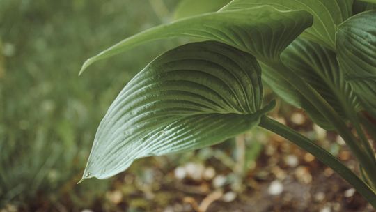 Które funkie są najbardziej efektowne i dlaczego?