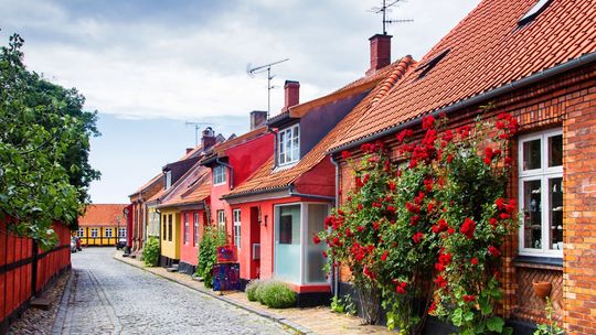 Malwa w przydomowym ogrodzie – wszystko, co powinieneś o niej wiedzieć