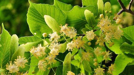 Miód lipowy - cenny dar natury