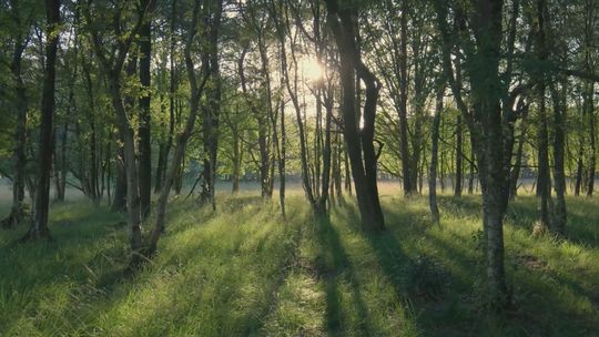 Nadleśnictwo Starachowice planuję Naradę Techniczno-Gospodarczą dot. planu urządzenia lasu