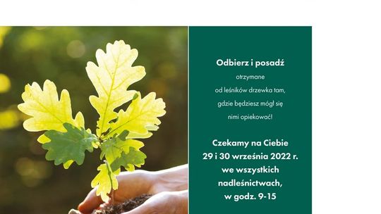 Nadleśnictwo Starachowice rozda darmowe sadzonki drzew