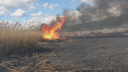 Niechlubny rekord – prawie 100 przypadków podpaleń traw w powiecie