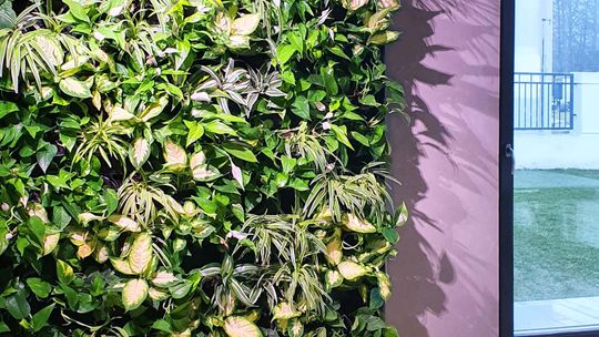 Obraz z roślin jako alternatywa zieleni bezpieczna dla zwierząt