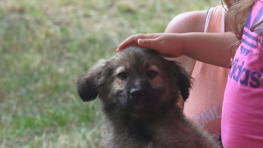 Park Kultury przygotuje "Psi Kalendarz"