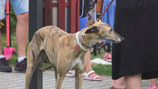 Piknik charytatywny dla schroniska w Rudniku