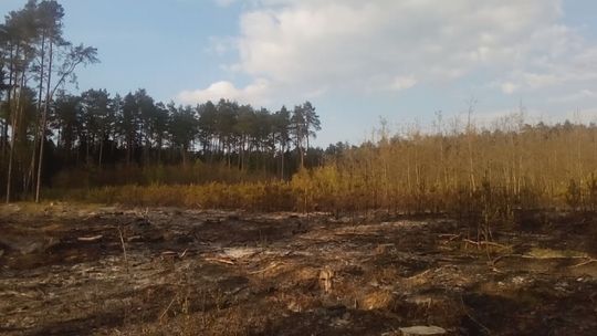 Poważny pożar lasu w gminie Mirzec