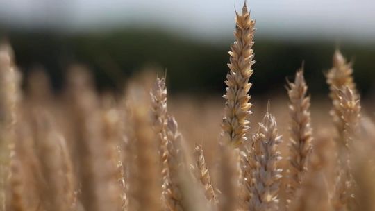 Rolnicy z powiatu Starachowickiego nie kryją niezadowolenia decyzjami w sprawie polskich gospodarstw