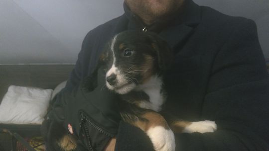 Schronisko w Rudniku apeluje o odpowiedzialną adopcję. Zwierzęta czekają tam na nowy dom