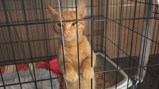 Schronisko w Rudniku pełne zwierząt. Głównym problemem – dużo bezdomnych kotów