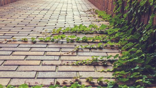 Środek do czyszczenia kostki brukowej – zadbaj o czystość i estetykę nawierzchni przed domem