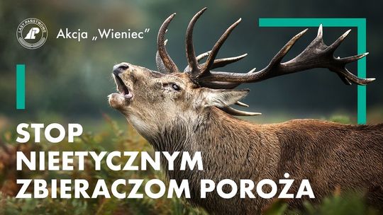 Stop nieetycznym zbieraczom poroża