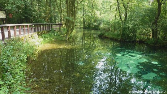 Tajemniczy urok rezerwatu Niebieskie Źródła