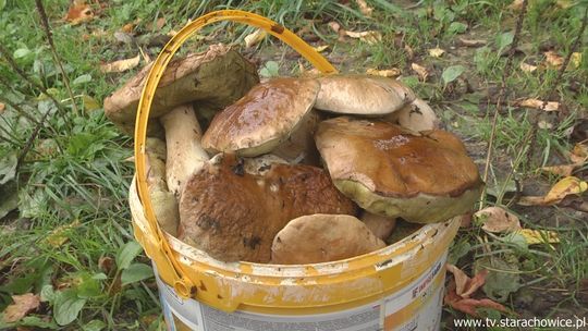 Trwa sezon grzybowy, policja radzi, jak nie zgubić się w lesie