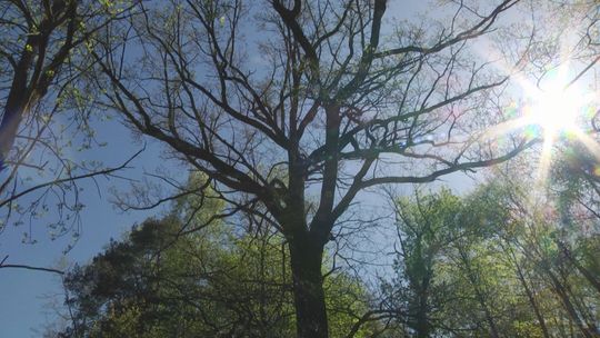 Trzy parkowe dęby pomnikami przyrody