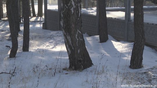 Wycinka drzew bez zezwolenia