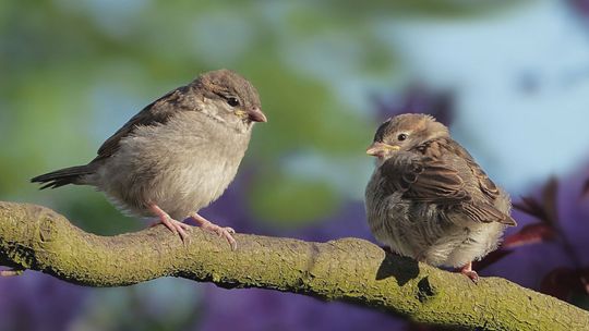 Zadbajmy o naszych braci mniejszych