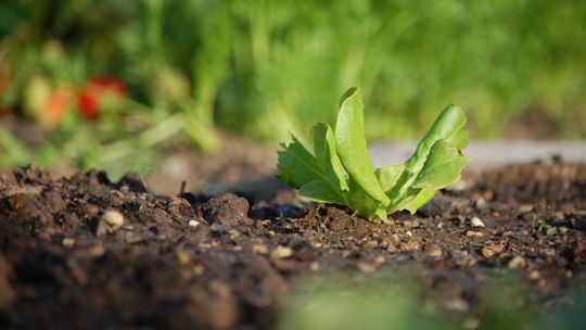Ziemia ogrodowa: Kluczowa podstawa uprawy roślin i jej różnorodność