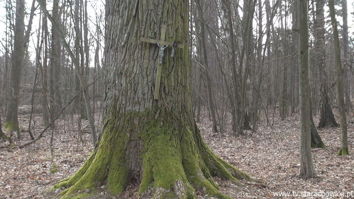Dąb Partyzantów z lasów gminy Brody walczy o tytuł  Drzewa Roku