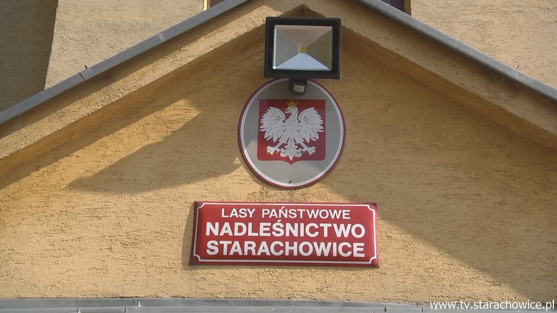 Darmowe sadzonki drzew od Nadleśnictwa Starachowice