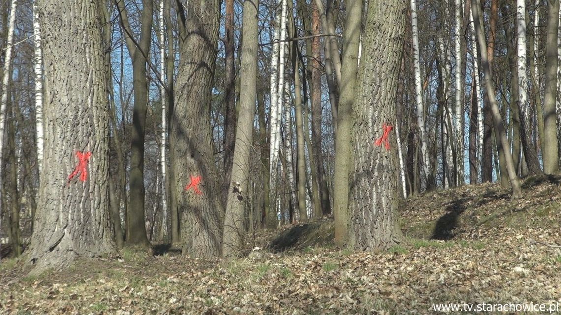 Miasto rozpoczęło inwentaryzację parkowych drzew Miasto rozpoczęło inwentaryzację parkowych drzew