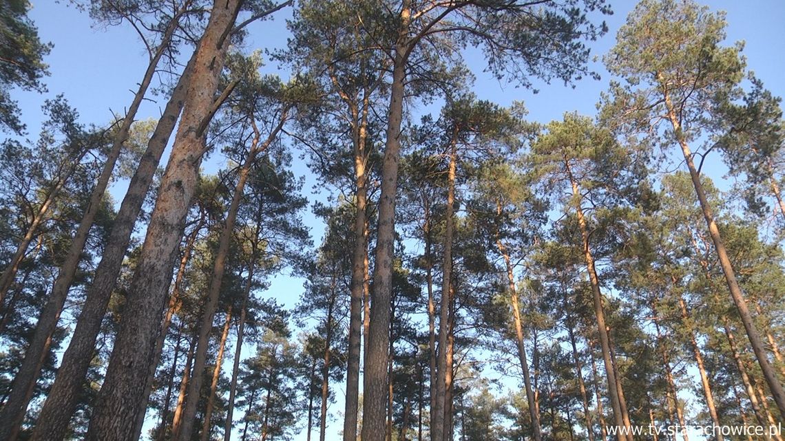 Ogólnopolska akcja monitorowania liczebności dzików w Nadleśnictwie Starachowice