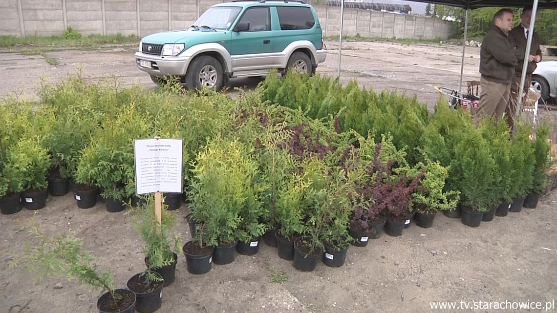 Rozdali darmowe drzewka