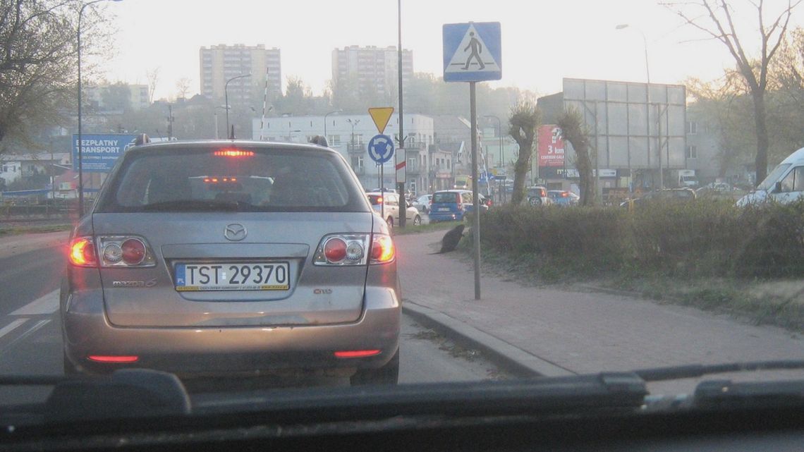 Sympatyczny gryzoń na ulicy w Starachowicach